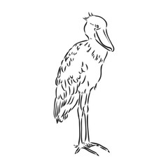 Hand drawn sketch style shoebill. Vector illustration isolated on white background.