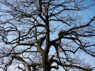 The branches of a large tree on the blue sky of the first light of dawn