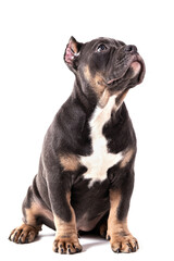 A puppy of the American Bully breed of the tricolor color. A newly created companion dog breed in the United States.