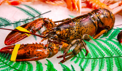 Fresh lobster lying on ice for sale at the Boqueria market, Barcelona, Spain. Seafood concept. Raw lobster close up for cooking.