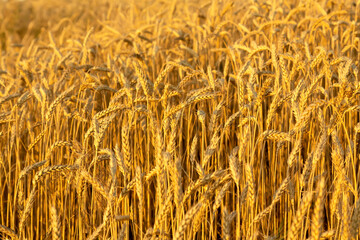 Harvest. Golden wheat ears at sunset. High quality photo