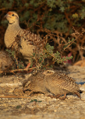 Grey francolin with chicks, Bahrain