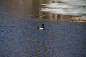 adult crested black duck calmly swims on a sunny day on the pond
