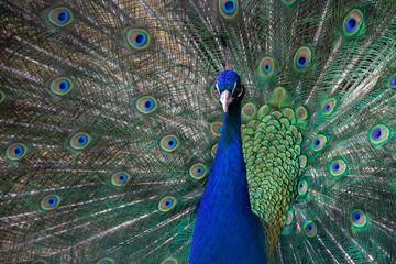 portrait of a blue head with a tuft and a beautiful tail of an adult male peacock on a sunny day in the park