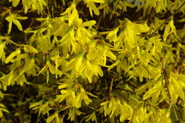 yellow flowers on the forsythia bush