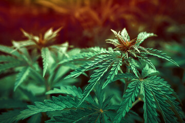  marijuana  background at sunset. bush cannabis.