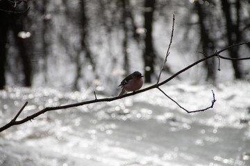 early spring in the city park songbird meets spring