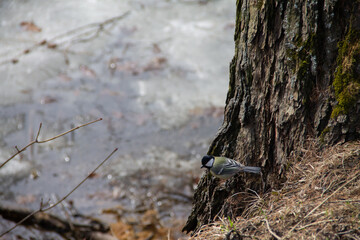 early spring in the city park songbird meets spring