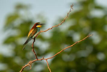 European bee-eater perched on a tree with beautiful background of green, Bahrain