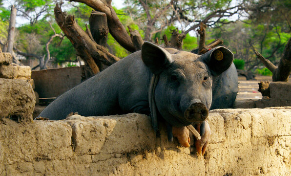 Pig in the field