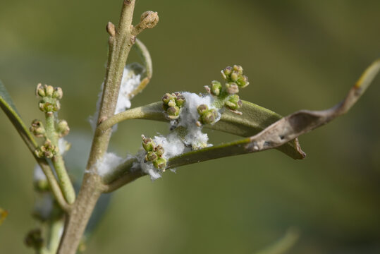 cochenille farineuse