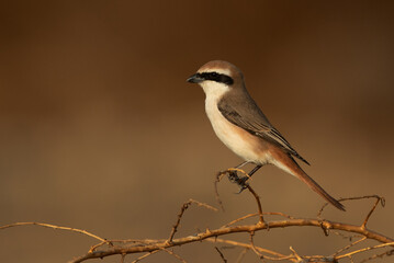 A portrait of a Red-tailed Shrike, Bahrain