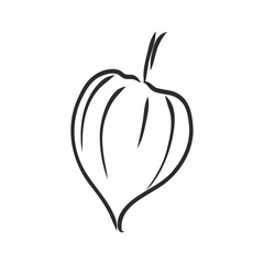 Obraz premium Physalis autotraced vector sketch, greyscale. physalis, vector sketch on a white background