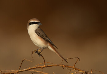 Closeup of a Red-tailed Shrike perched on bush, Bahrain