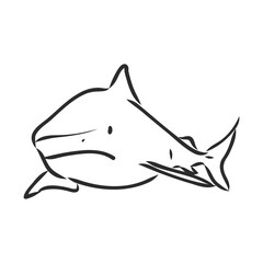 hand sketch shark shark, vector sketch illustration.
