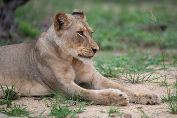 Female Lion seen on a safari in South Africa