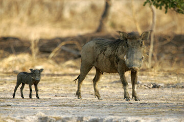 phacochère (phacochoerus aethiopicus)
