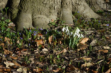 Closeup Common snowdrop known as Galanthus nivalis with blurred background in spring garden