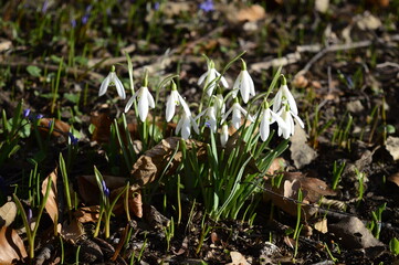 Closeup Common snowdrop known as Galanthus nivalis with blurred background in spring garden