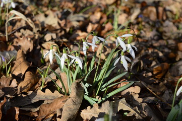 Closeup Common snowdrop known as Galanthus nivalis with blurred background in spring garden