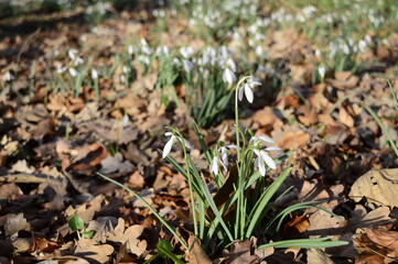 Closeup Common snowdrop known as Galanthus nivalis with blurred background in spring garden