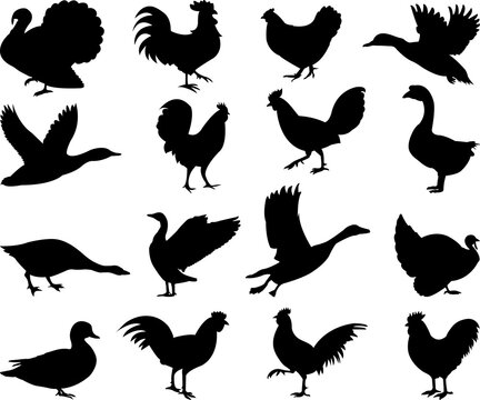 Poultry silhouettes collection - vector