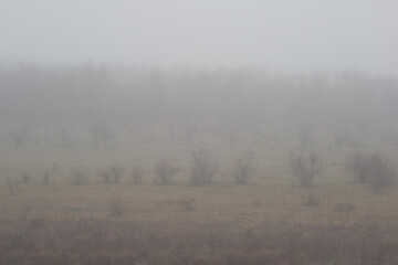 foggy landscape with trees and bushes on the background of the forest