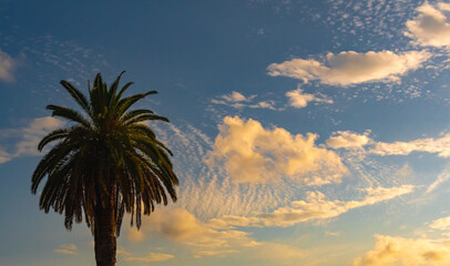 Palm Tree At Sunset