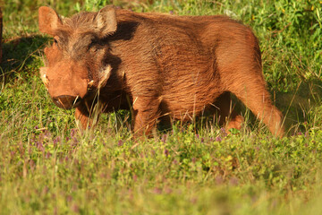 phacochère (phacochoerus aethiopicus)
