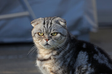 Portrait of a beautiful purebred housecat. British Shorthair kitten