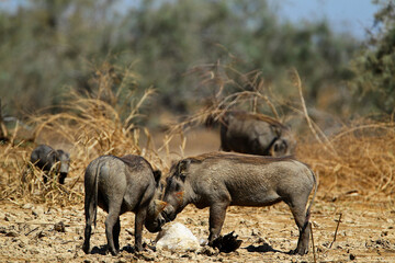 phacochère (phacochoerus aethiopicus)
