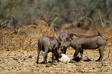 phacochère (phacochoerus aethiopicus)

