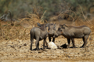 phacochère (phacochoerus aethiopicus)
