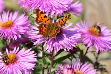 Motyl