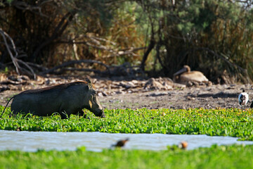phacochère (phacochoerus aethiopicus)
