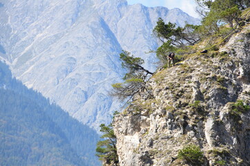Wildwasser Stand up im Karwendel Gebirge