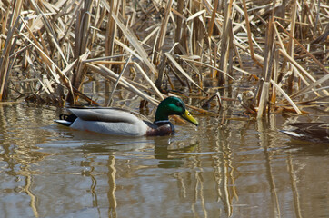 A Male Mallard Duck (Anas platyrhynchos) in the Water