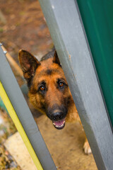 large shepherd dog looks out of an open gate