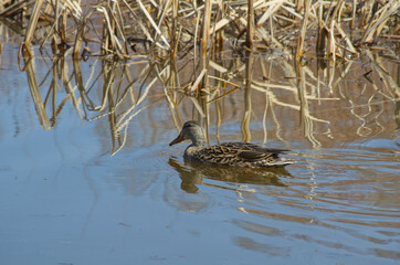 A Female Mallard Duck (Anas platyrhynchos) in the Water
