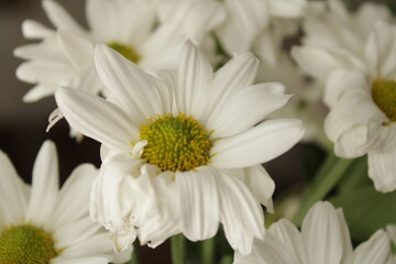 Obraz premium Beautiful white daisies on a festive day.