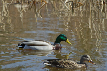 Obraz premium A Male Mallard Duck (Anas platyrhynchos) in the Water