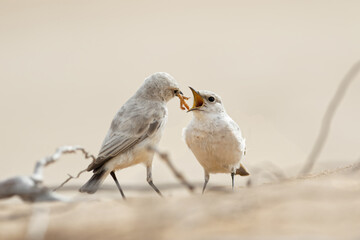 2 Steinschmätzer  (Oenanthe deserti) Muscicapidae Passeriformes Sperlingsvögel Vogel Namibia Wüstenvogel Fütterung weißer Vogel 