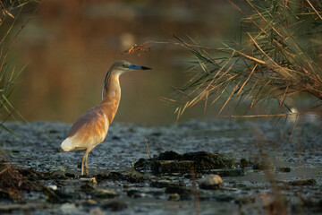 Portrait of a Squacco Heron at Asker marsh, Bahrain