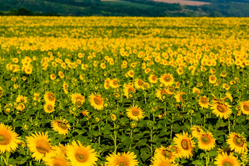 Obraz premium Background of blooming sunflowers. Natural pattern