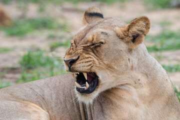 Female Lion seen on a safari in South Africa