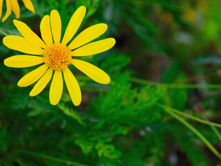 Yellow flower on green background.