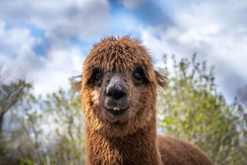 cute funny brown alpaca looking at the camera