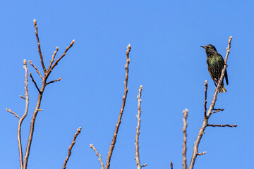 bird on a branch