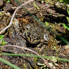 Grenouille rieuse -  Pelophylax ridibundus,