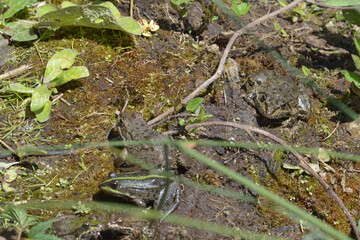 Grenouille rieuse -  Pelophylax ridibundus,